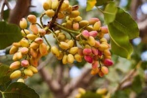 Pistachio Plant on Setton Farms
